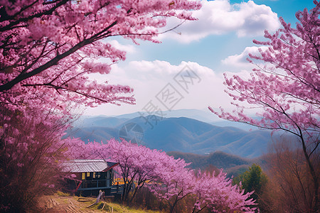 春季满山樱花的美丽景观图片