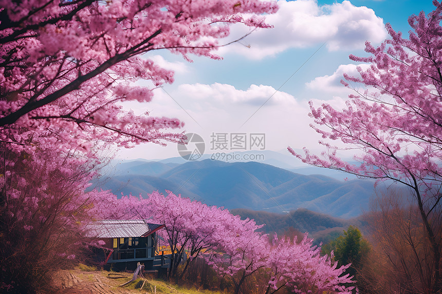 春季满山樱花的美丽景观图片