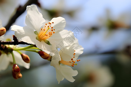 春季花园中绽放的樱花花朵图片