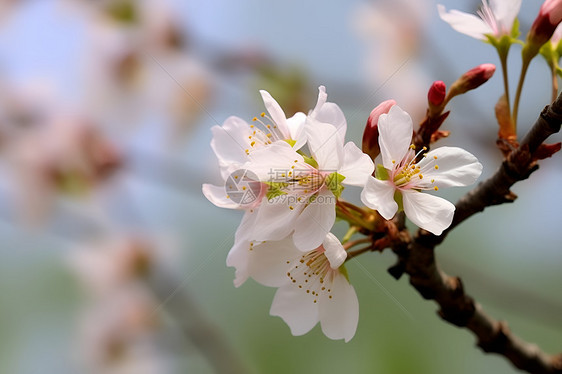 美丽绽放的樱花花朵图片