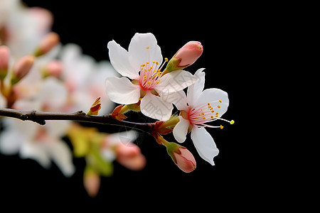 花园中绽放的樱花花朵图片