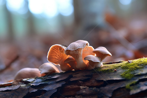 丛林中的野生菌类蘑菇图片