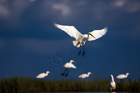 一群鸟湖泊上空飞翔图片