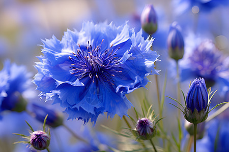 绽放的蓝色花朵图片