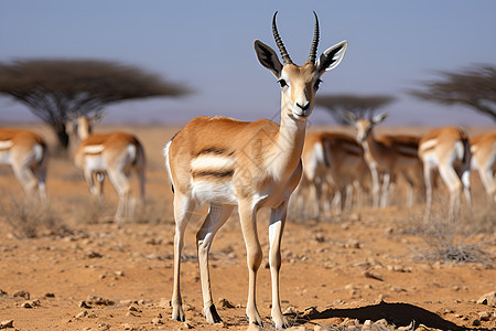沙漠中的羚羊图片