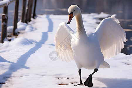 冰雪飞舞冬日的白天鹅背景图片