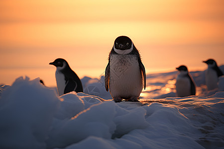冰天的企鹅背景图片