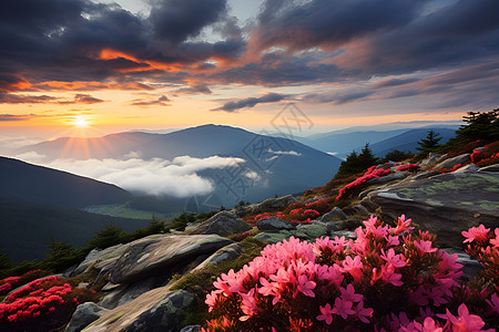山脉背景下粉色花朵背景图片