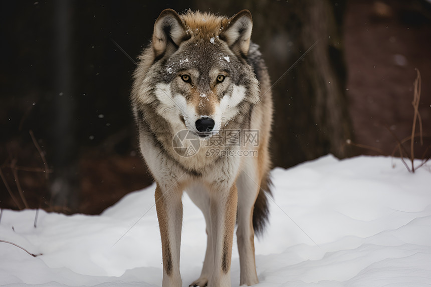 狼站立在雪地中图片