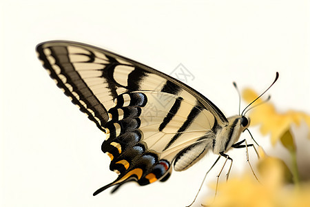 美丽自然的蝴蝶图片