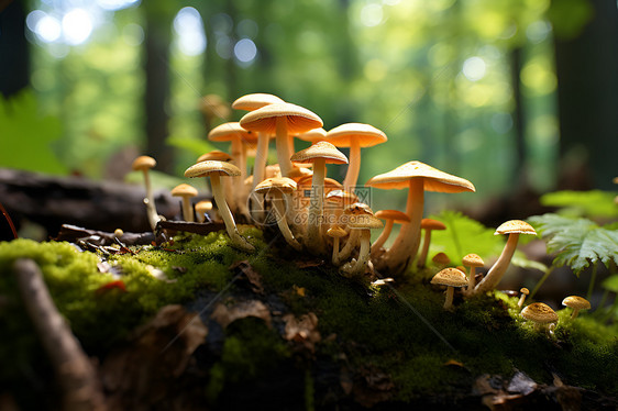 森林中的毒蘑菇图片