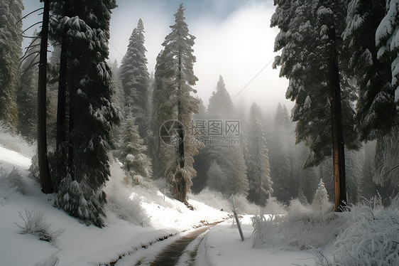 冬日林间的雪路图片