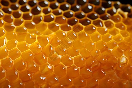 蜂巢上营养的蜂蜜图片