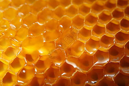 蜂巢中健康的蜂蜜图片