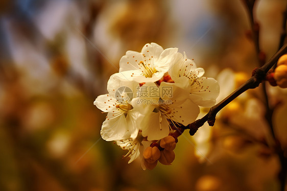 清新自然的樱花花朵图片