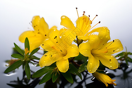 水滴洒在一束黄色花朵上图片