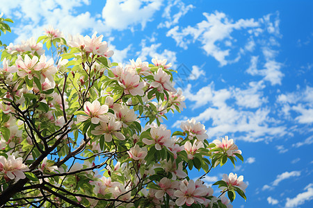 花园中绽放的樱花花朵图片