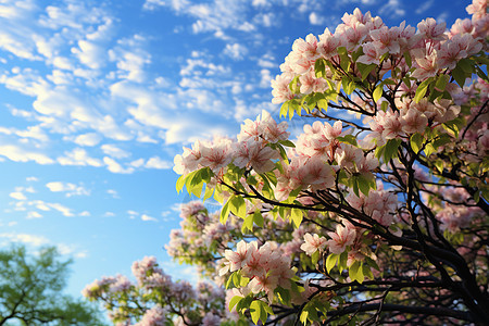 春季花园中绽放的樱花花朵图片