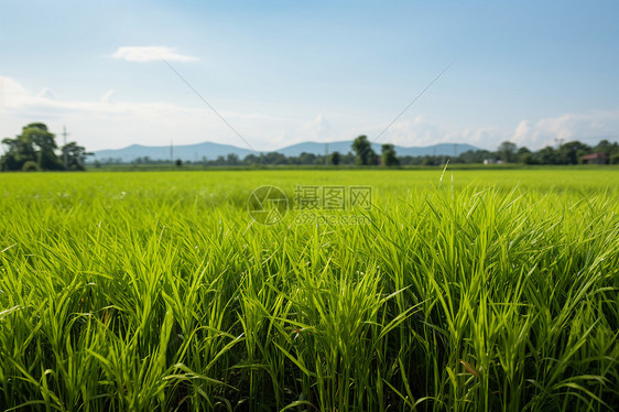 翠绿成海的水稻田野图片