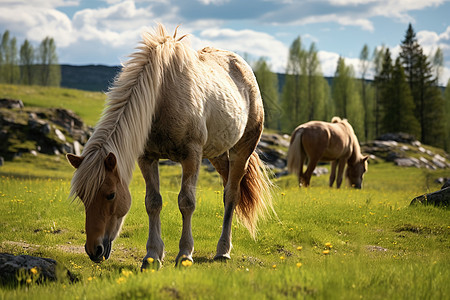 田野中放牧的马匹图片