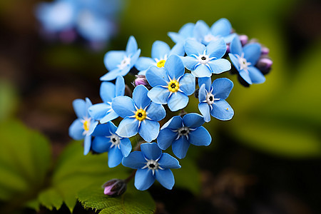 春季花园中绽放的美丽花朵图片