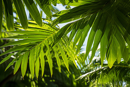 夏日树叶游泳圈清新绿叶下的夏日公园背景