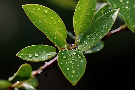 清晨春雨点缀的绿叶图片
