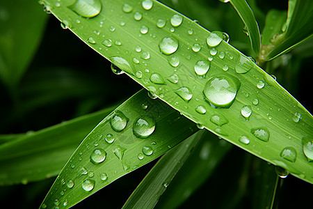 满是露水的绿植树叶背景图片