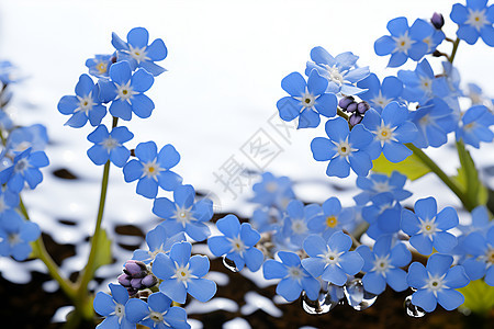美丽绽放的蓝色花朵背景图片