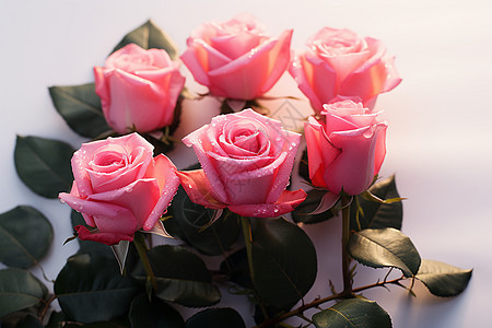 美丽绽放的玫瑰花朵图片