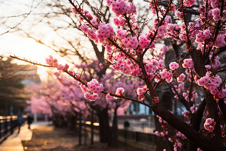 粉红浪漫的樱花花海图片