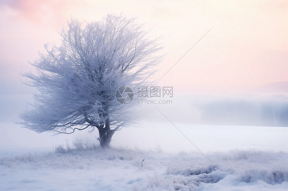 冰雪世界中的孤独树图片