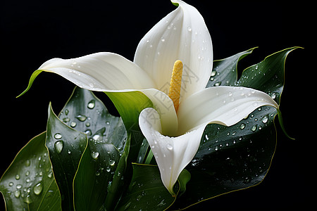 精致漂亮的马蹄莲花朵背景图片