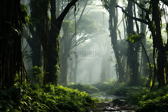 雨林之旅图片