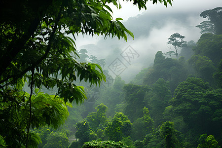绿意的雨林图片