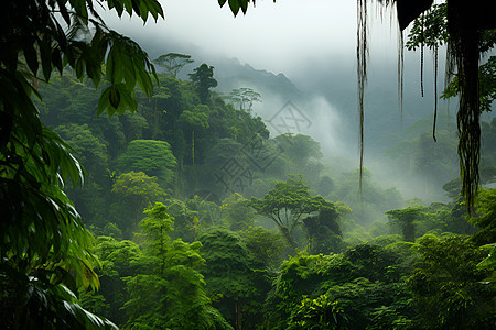 神秘的雨林图片