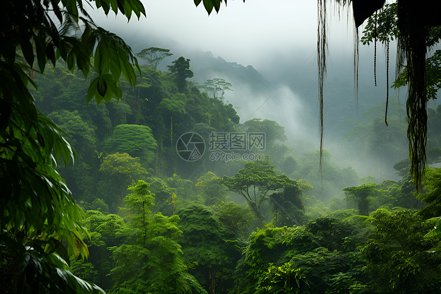 神秘的雨林图片