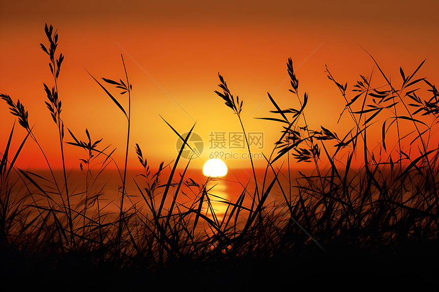 黄昏时芦苇塘的美丽景观图片
