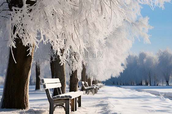 白雪皑皑的森林公园景观图片