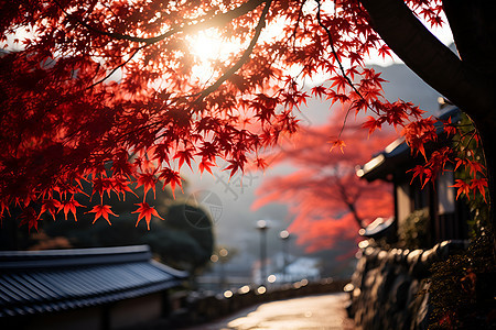 秋日红叶下的浴日光图片