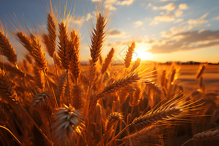 农田的麦子背景图片