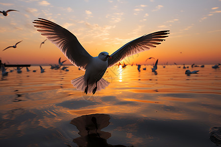 夕阳下飞翔的鸟背景图片