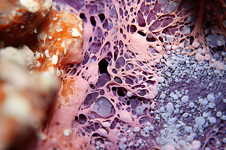 紫色的生物组织图片