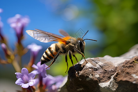 蜜蜂采集花粉的美景图片