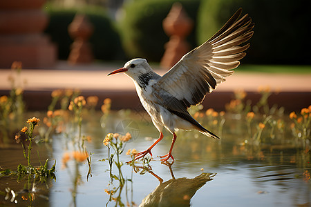 池塘边展翅翱翔的美丽鸟图片