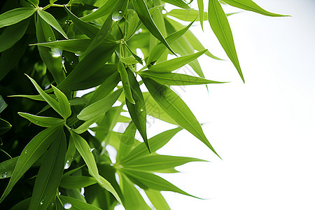 翠绿中的竹叶背景图片