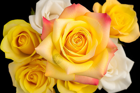 黄白玫瑰束图片