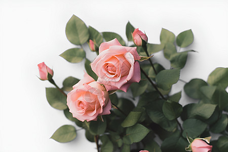 浪漫的粉色玫瑰背景图片