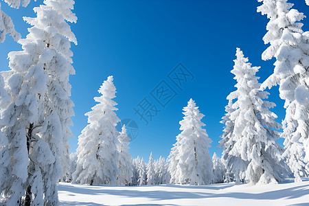 白色森林冬季白色雪景高清图片
