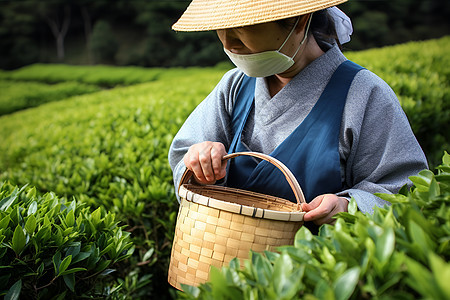 茶园里采茶的女性背景图片